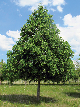 Липа мелколистная 'Гринспаер' (Greenspire) h 2,75-3,0 C60