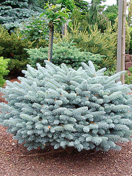 Ель колючая 'Глаука Глобоза' (Glauca Globosa) d 0,2-0,4 С10