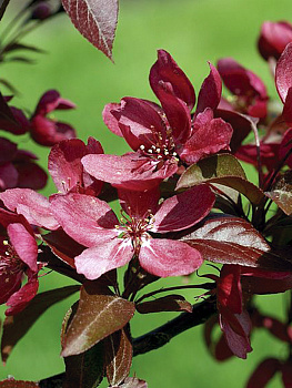 Яблоня 'Скарлет' (Scarlett) h 2,0-2,25 C20